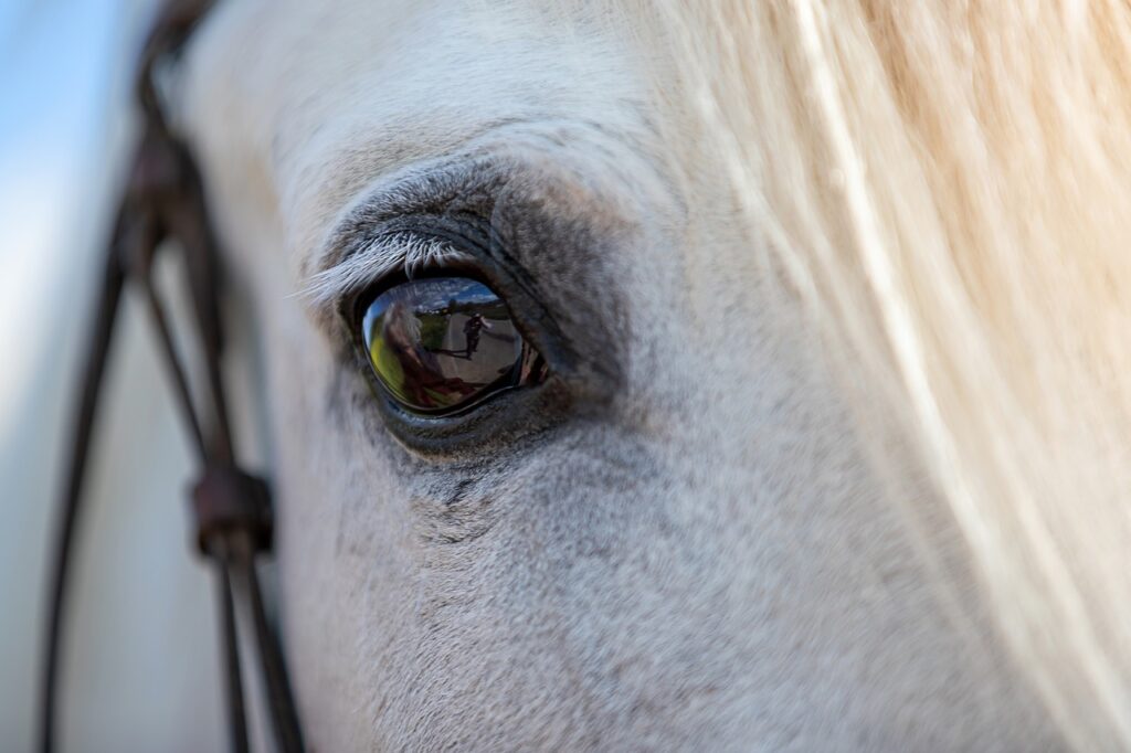 stille verkoop paardenobject duinstreek